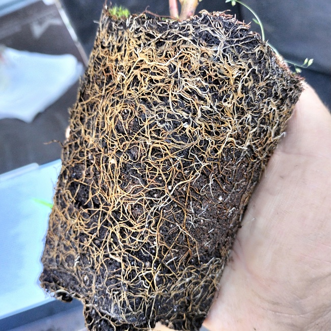 Дерен Келси 1 шт Р9